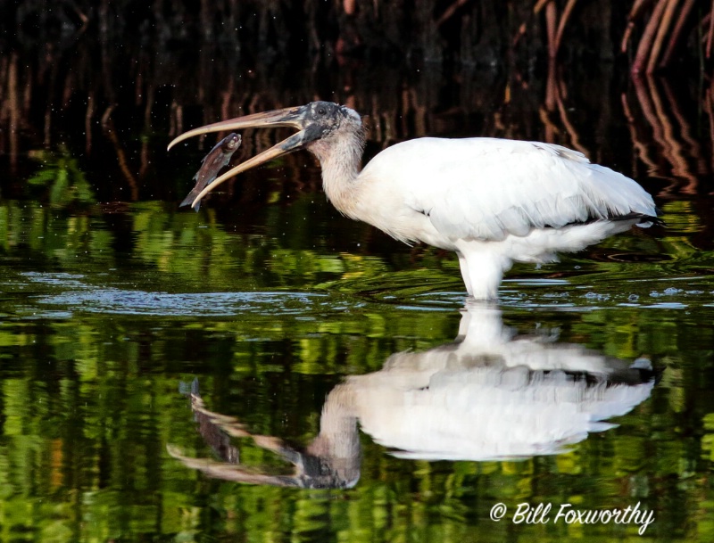 Wood Stork " Got It " 