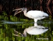 Wood Stork " ...