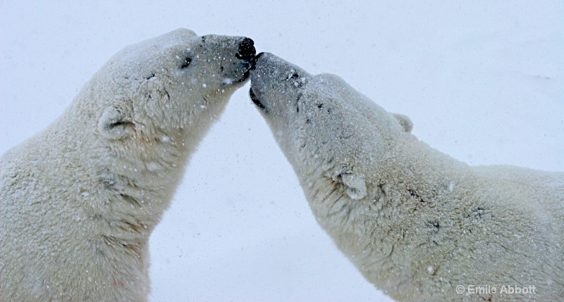 Giving a kiss at top of the world