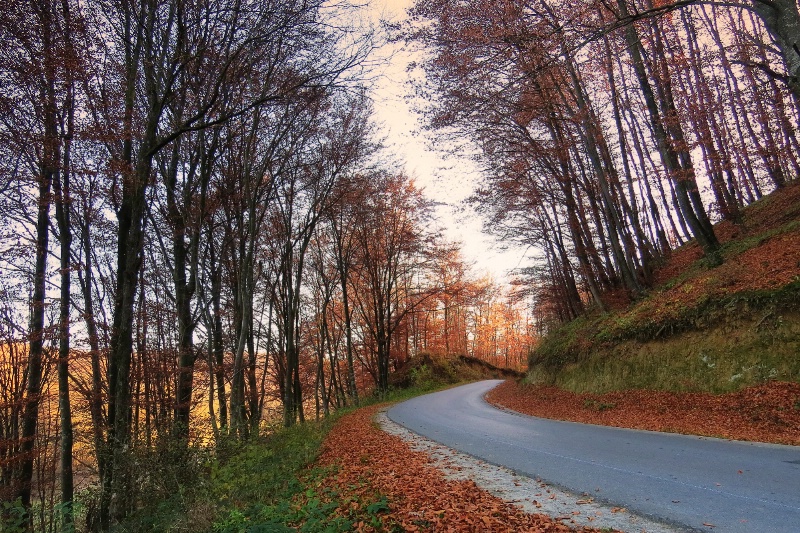 Autumn drive