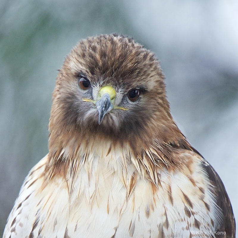 Little Red Tailed Hawk in the Rain Today - ID: 15053786 © Kitty R. Kono