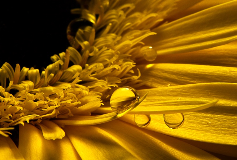 Yellow Drops