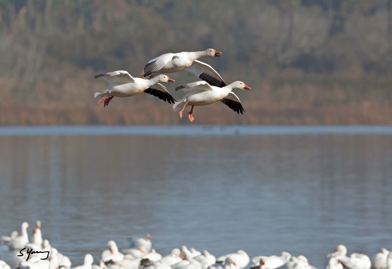 Snow Geese Landing; Chincoteague, Va