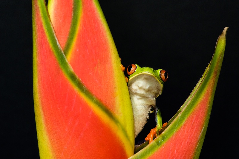 red eye frog