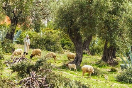 Shepherd in Morocco
