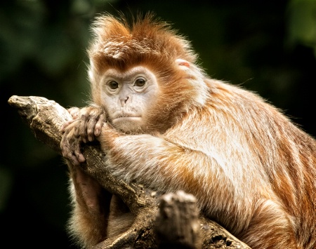 The thinker