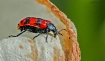 Insecto descansan...