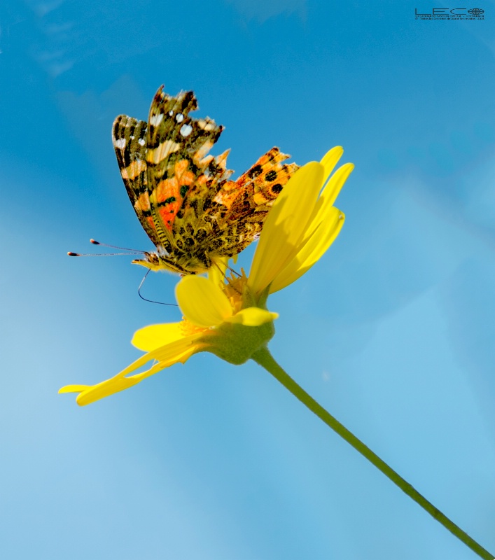 La Mariposa y la flor