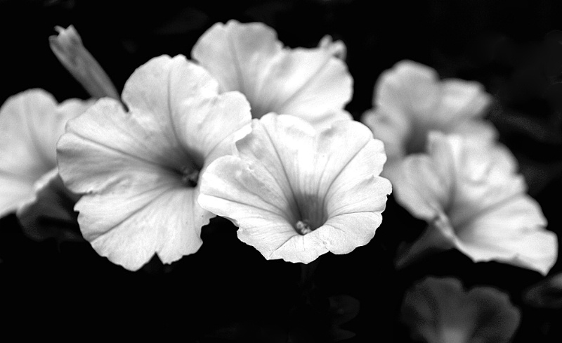 Petunias in Grayscale 