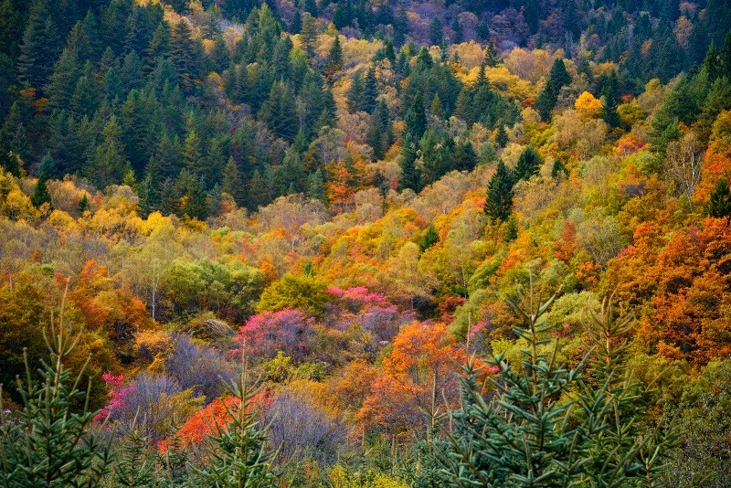 Late Autumn trees