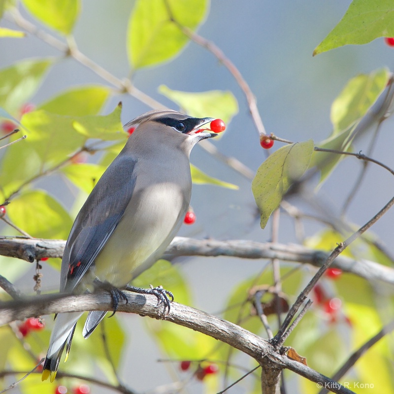 Cedar Waxwing and the Berry