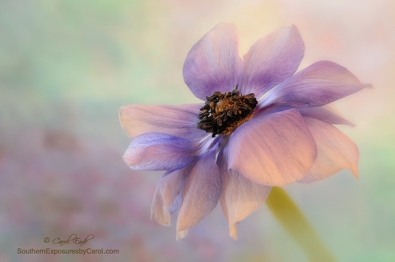 Anemone Flower - ID: 15056420 © Carol Eade