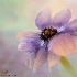 2Anemone Flower - ID: 15056420 © Carol Eade