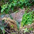 © Rick Zurbriggen PhotoID # 15057615: Bobcat mother 3 sanibel church dsc5632