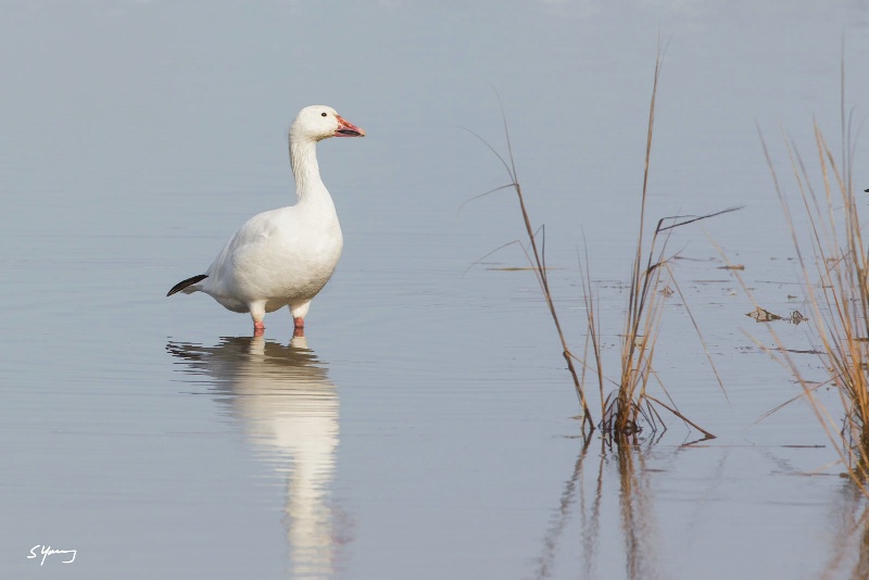 Snow Goose; Chincoteague, Va - ID: 15057682 © Richard S. Young