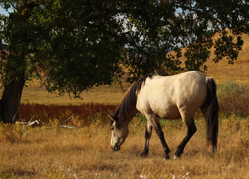 Endangered Mustang 