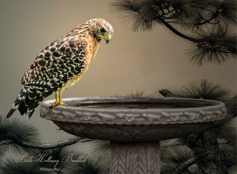 Hawk on Bird Bath