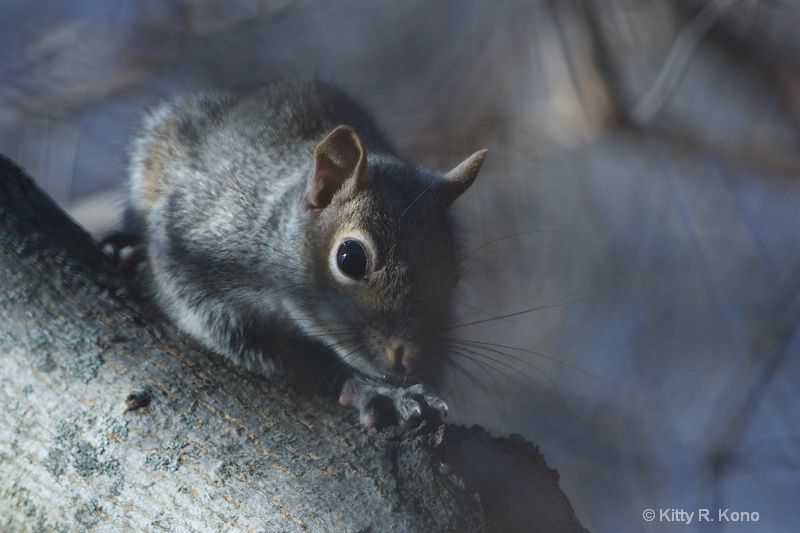 Little Squirrel in a Blue Mood - ID: 15058058 © Kitty R. Kono
