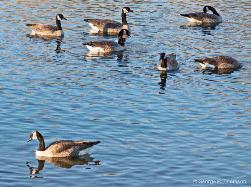 At Ease At Home, The Goose Way