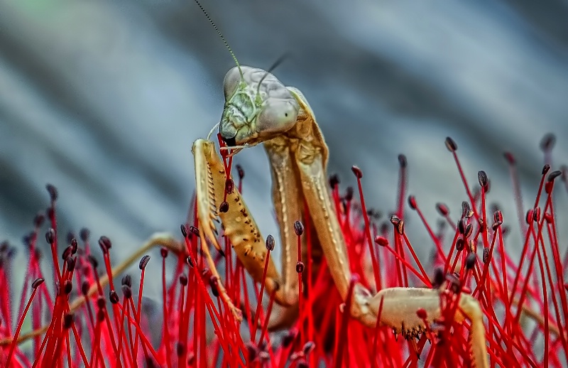 Mantis in Bottlebrush