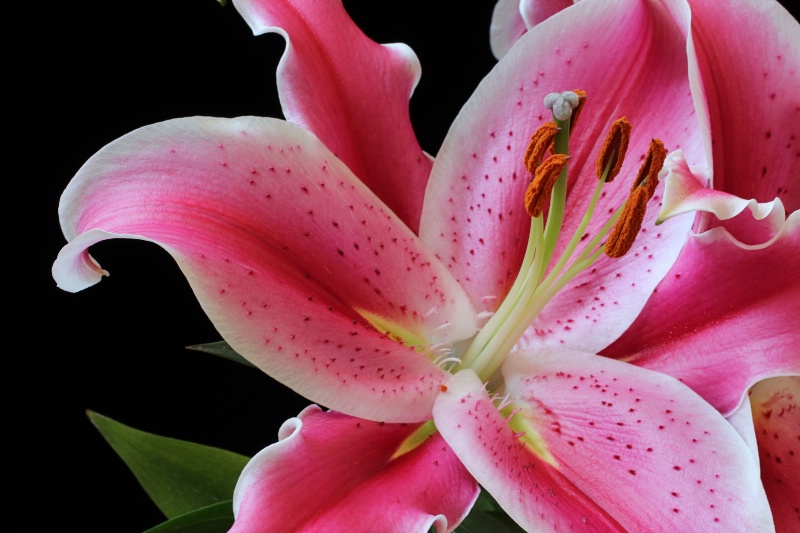Lily - ID: 15058342 © Tammy M. Anderson