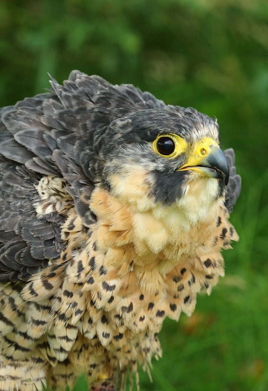 Puffed Up Perigrine Falcon