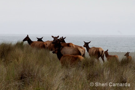 Morning Stroll - ID: 15058489 © Sheri Camarda