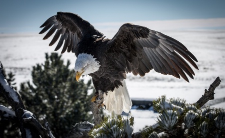 Eagle over the plains 