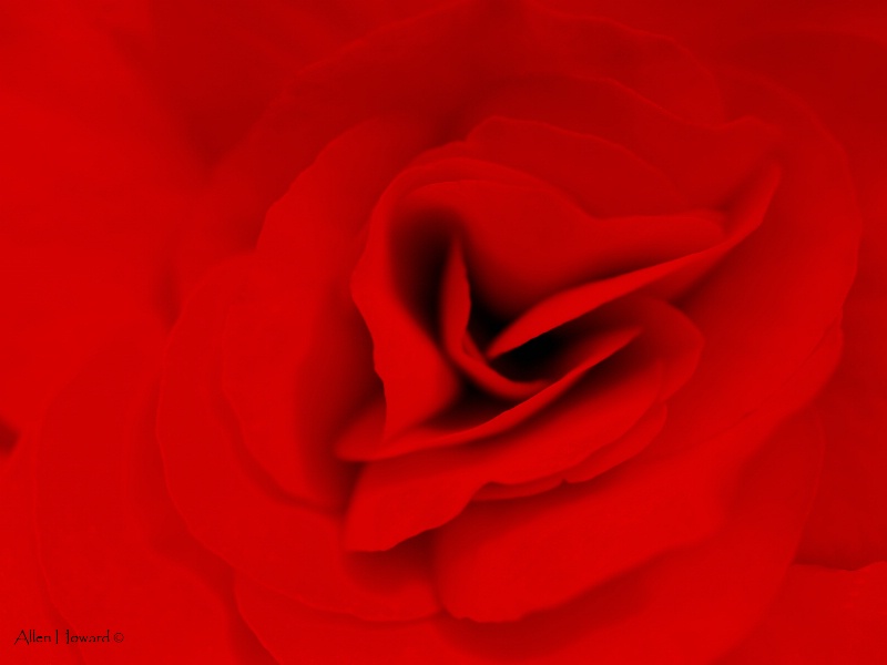 "So Red The Rose"