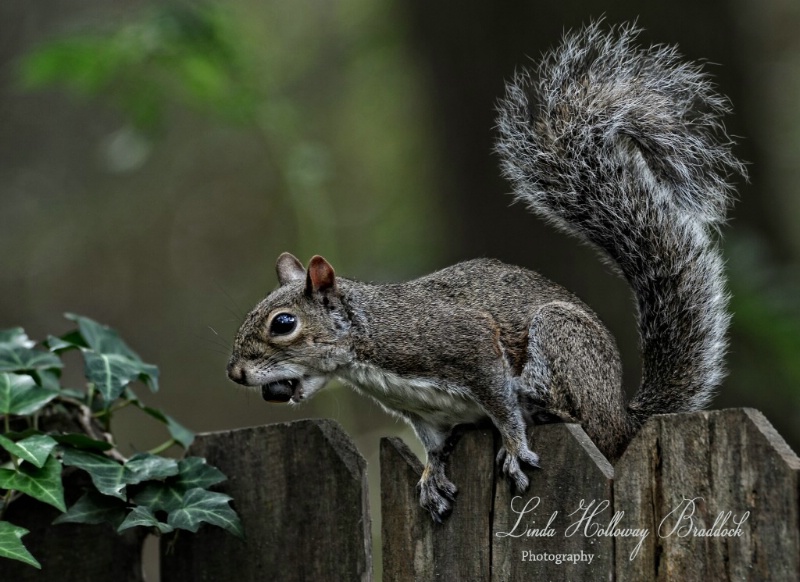 Squirrel on Fence