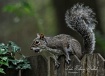 Squirrel on Fence