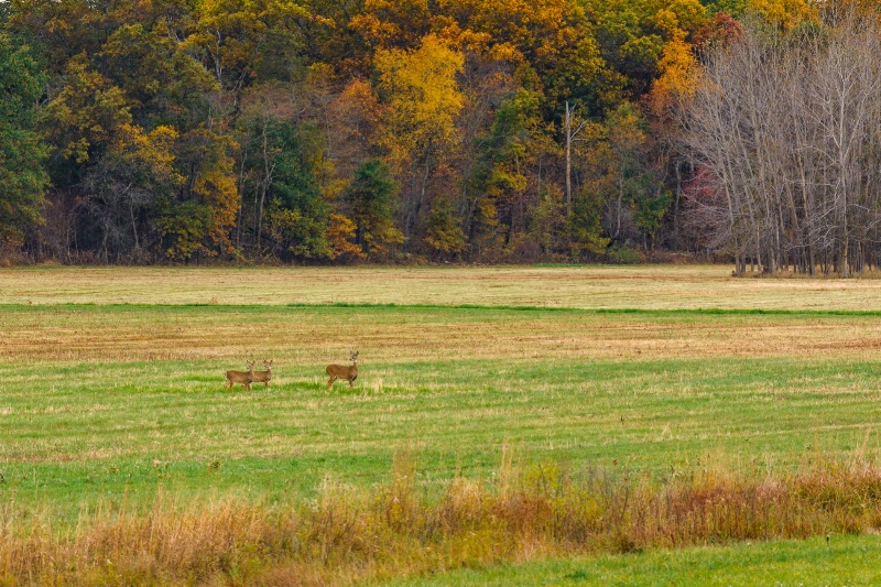 Deer In Field Near Autumn Woods