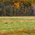 © Philip B. Ludwig PhotoID # 15058606: Deer In Field Near Autumn Woods
