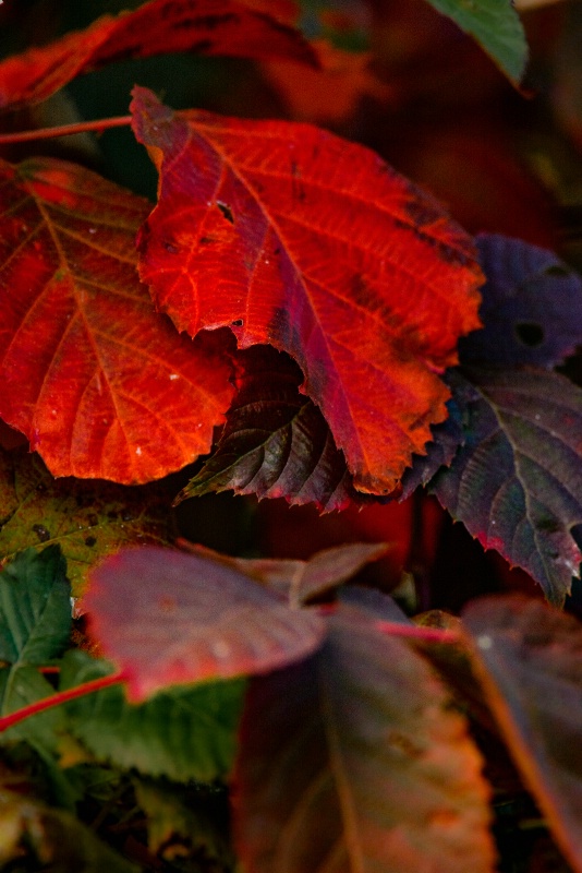 Blackberry Leaves In Fall Color