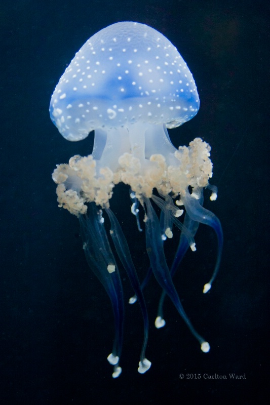 Blue Spotted Jelly 