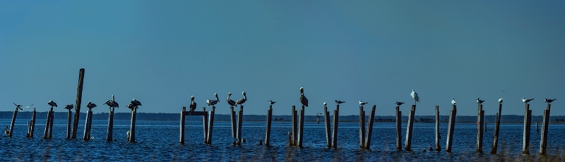 Pelicans on Pilings by Dick Caldwell