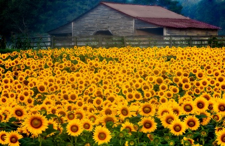 The Sunflower Farm 