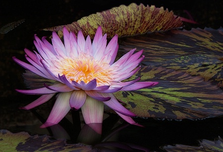 Colors of the Water Lilies