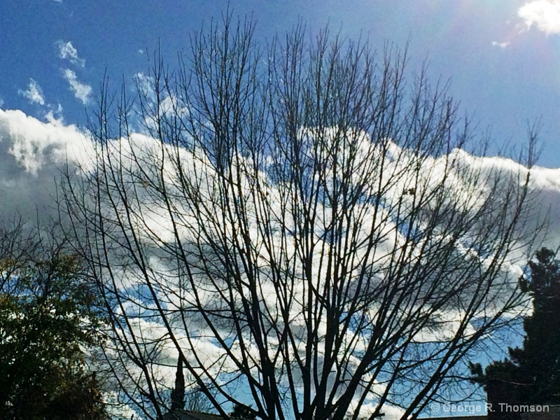 Tree In Winter