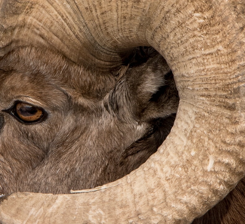 EYE OF THE HORN