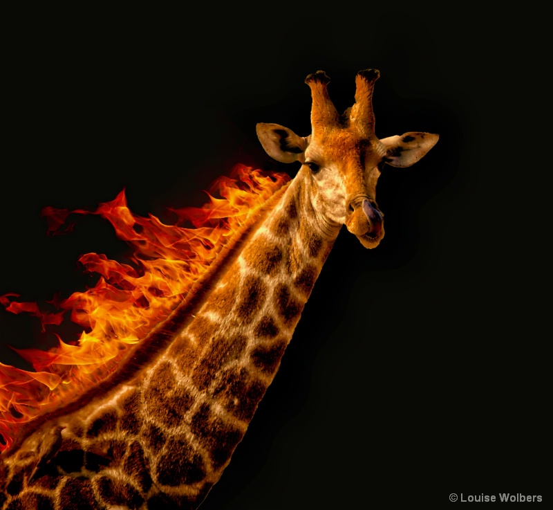 Flaming Giraffe - ID: 15060252 © Louise Wolbers