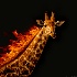 2Flaming Giraffe - ID: 15060252 © Louise Wolbers