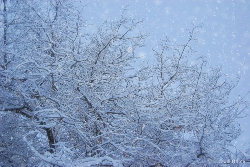 Snowy Trees at Dawn