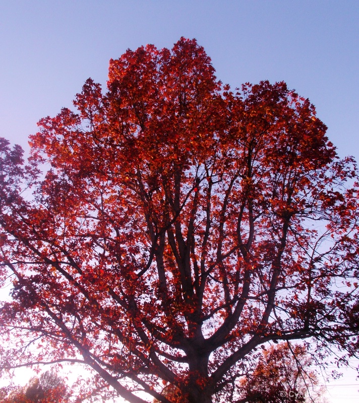 trees turning red for autumn