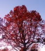 trees turning red...