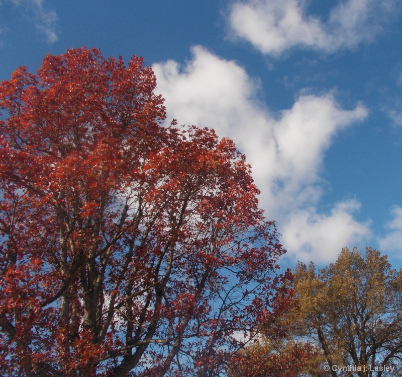 Trees getting ready for winter