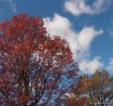 Trees getting rea...