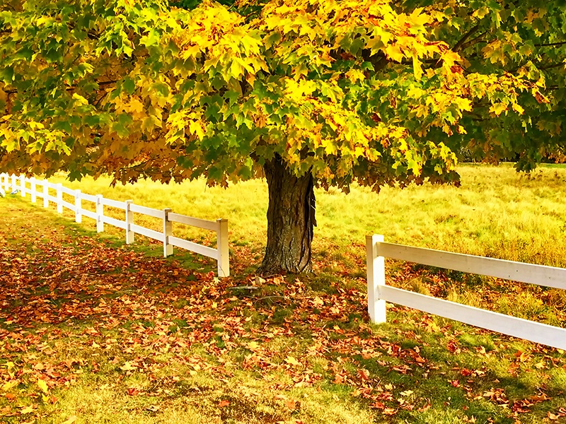 Country Autumn - ID: 15060278 © Jeff Robinson