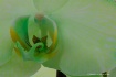 green-orchid