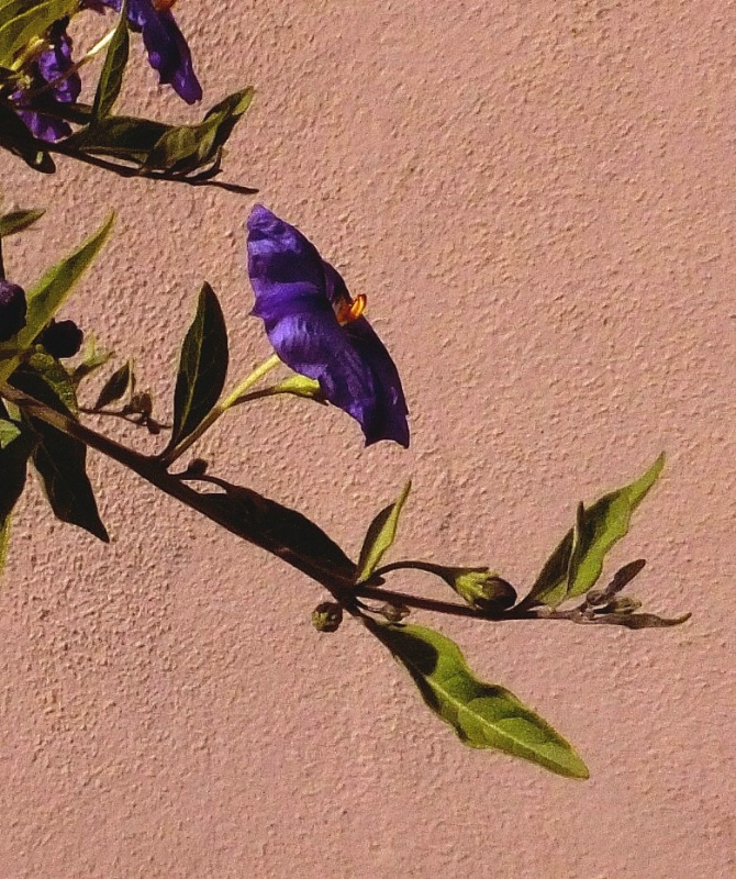 Wall Flower 